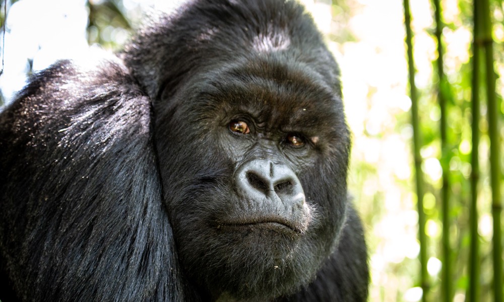 Ulterior Gorilla Eyes