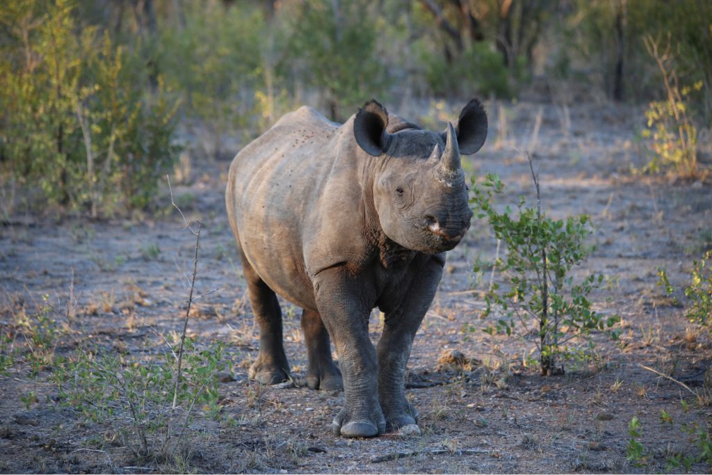 Black Rhino 1 b