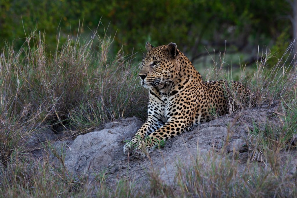 Leopard 1