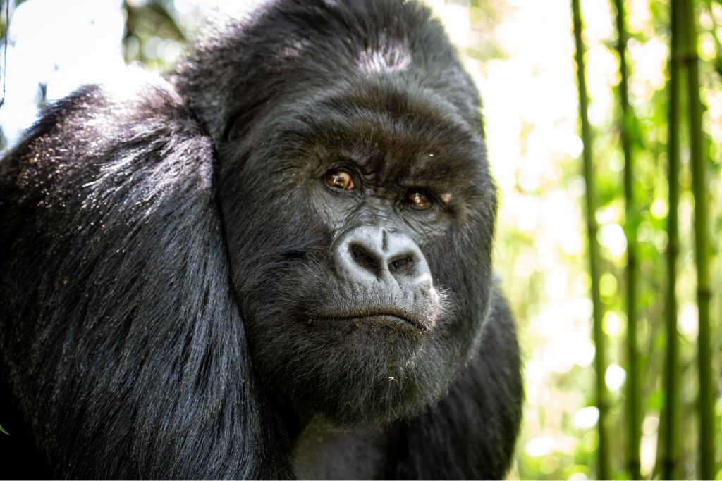 Silverback 1
