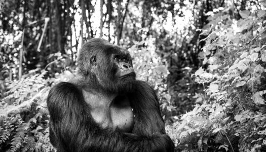 Ulterior_Events_Gorilla